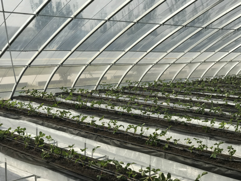 延庆日光温室草莓种植项目建设